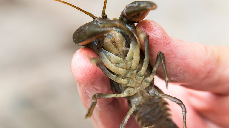 The underside of a white-clawed crayfish at Wallington, Northumberland